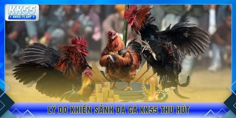 Lý do khiến sảnh đá gà KK55 thu hút